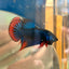 Wild Imbellis Blue - Male Betta 089