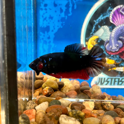 Avarta  Copper Plakat - Female Betta 113