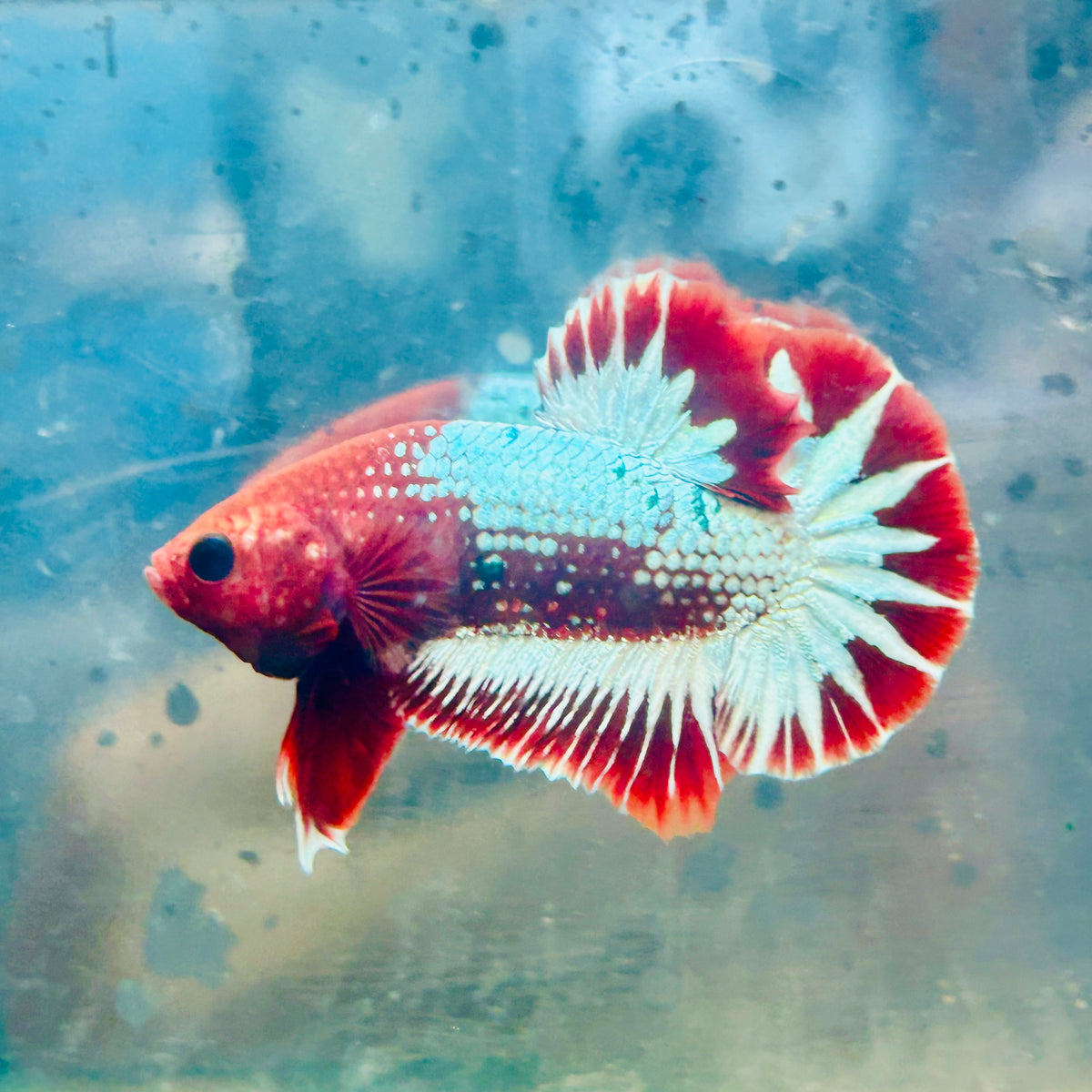 Plakat Red Fancy Copper Male Betta #124