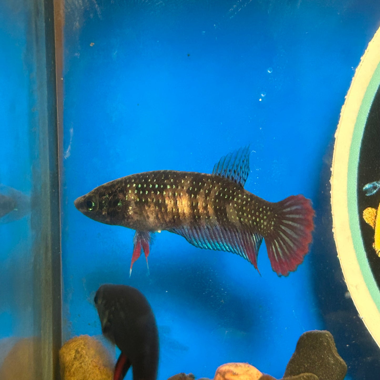 Wild Imbellis long fin - Female Betta 027