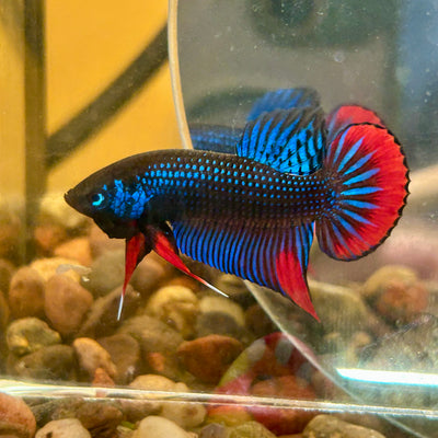 Wild Imbellis Blue - Male Betta 196