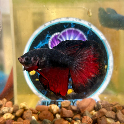 Avarta Vampire Halfmoon - Male Betta 067