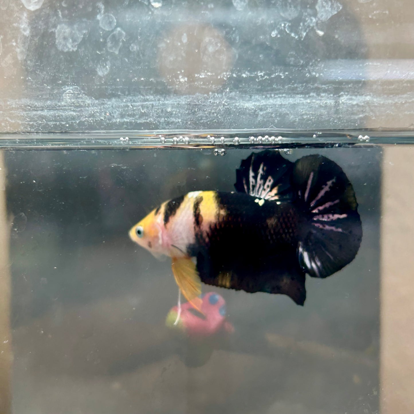 Plakat Bumble Bee Yellow Male Betta #018