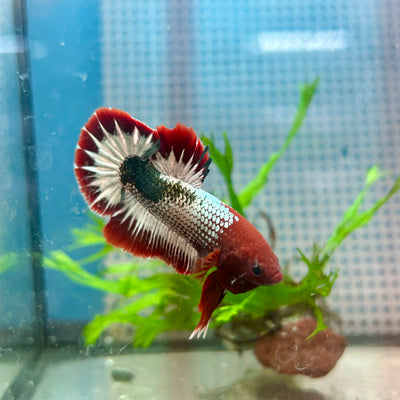 Betta Male Plakat Red Fancy Copper #A115