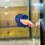Blue Rim Plakat - Male betta 169 Competition Grade