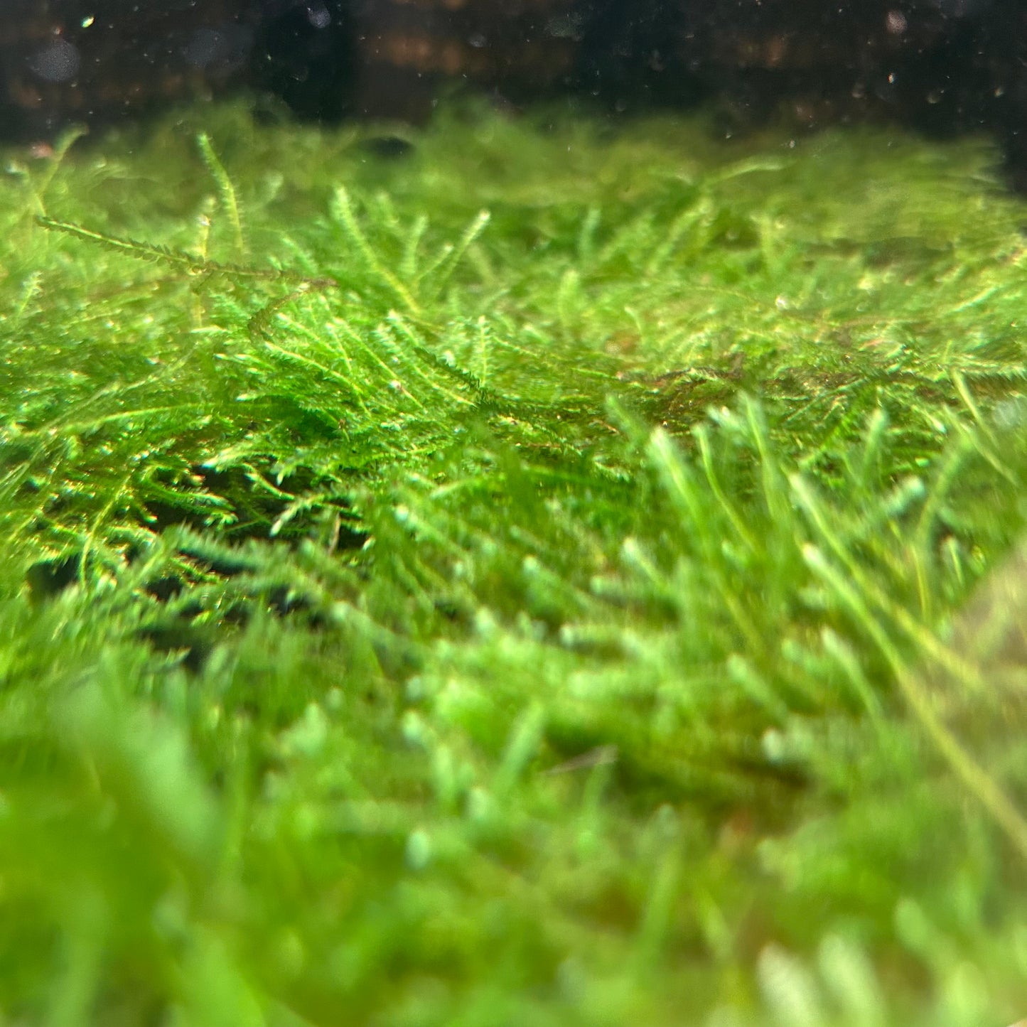 Weeping Moss on Stainless Steel