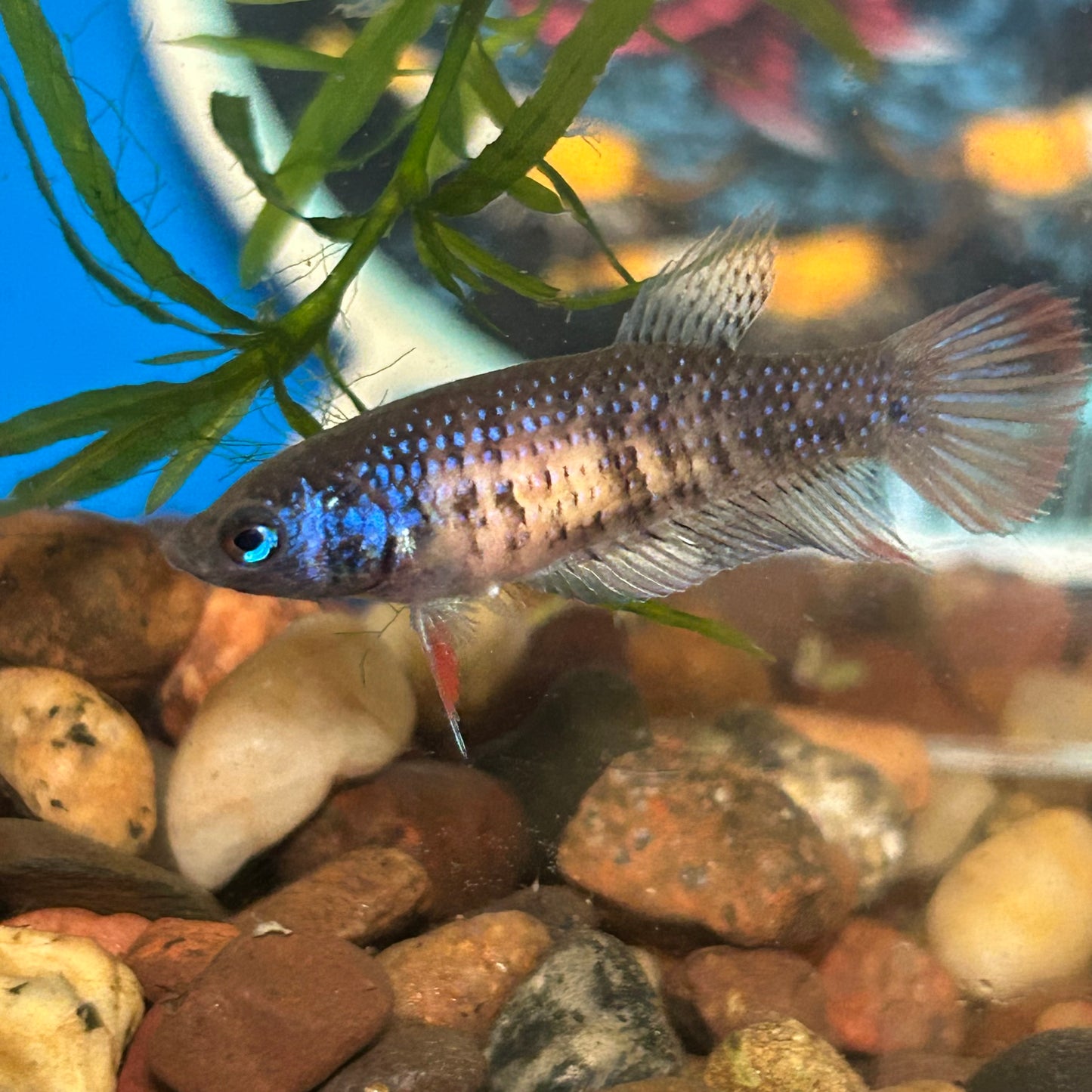 Red Blue Wild Imbellis - Female Betta