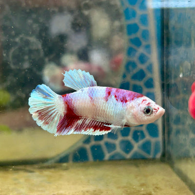 Plakat Red Koi Snow Female Betta #192