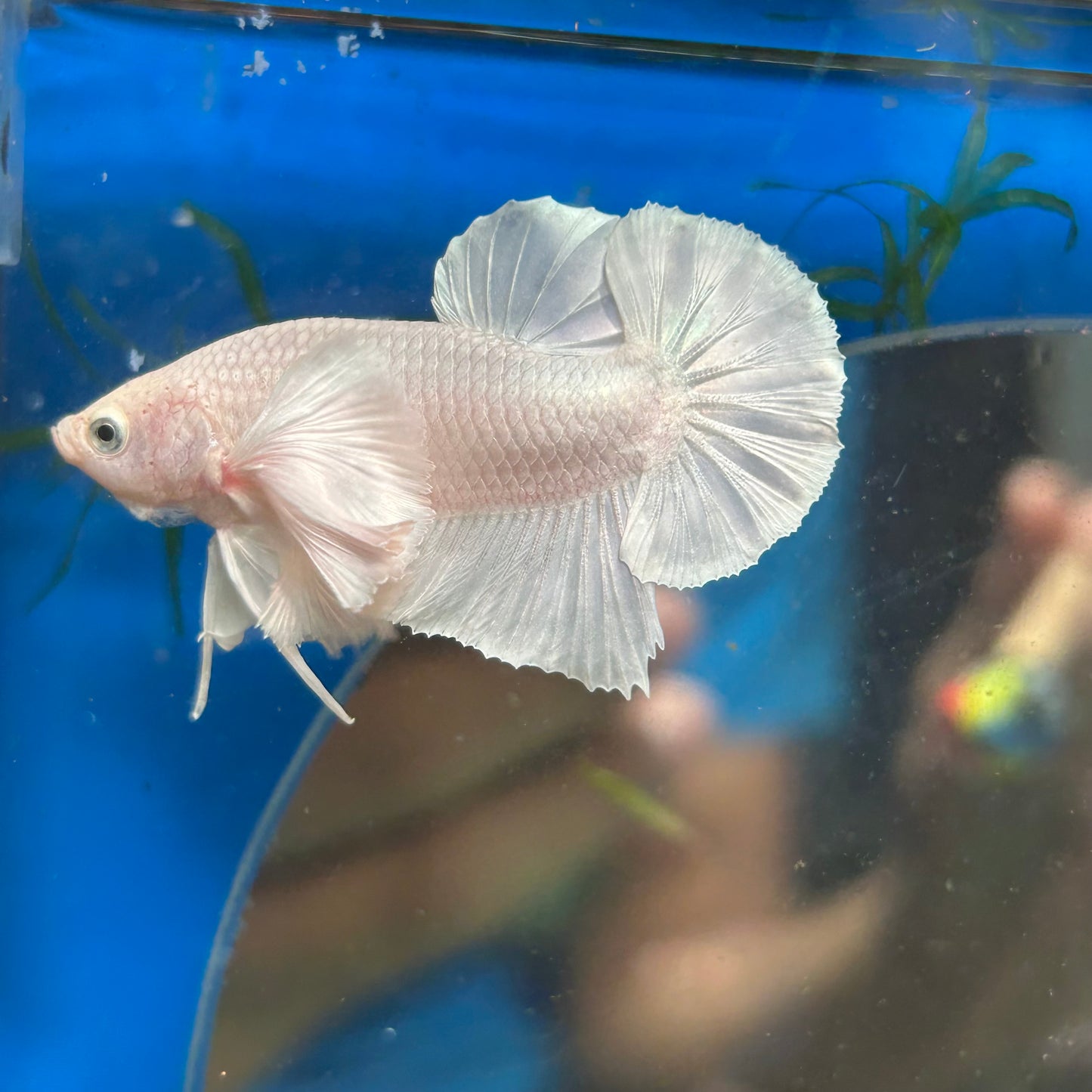 Dumbo White Platinum Plakat - Male Betta 069 Breeder Grade