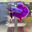 Purple Pink Plakat- Male Betta PM2