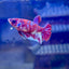 Koi Red Galaxy Plakat - Female Betta 196