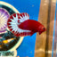 Red Fancy Hellboy Plakat - Male Betta 012