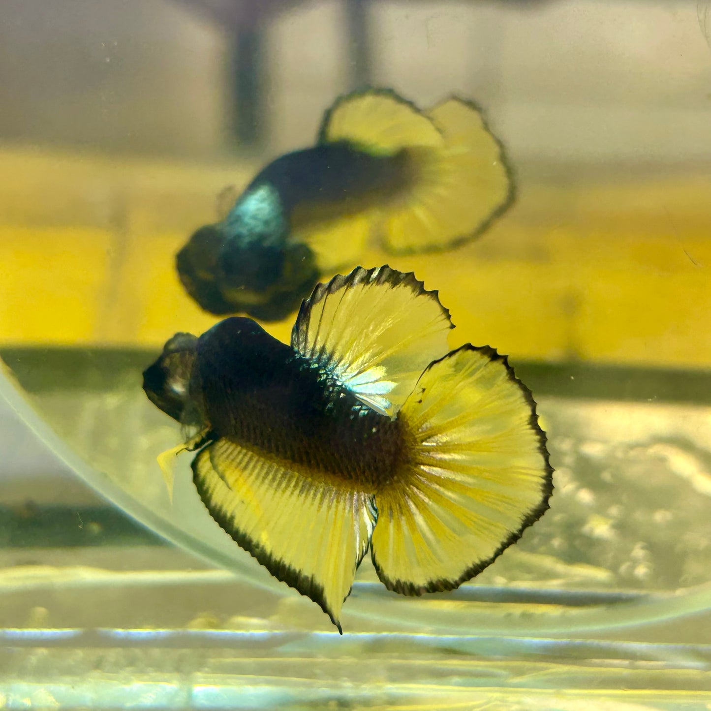 Black Mustard Plakat - Male Betta BM03