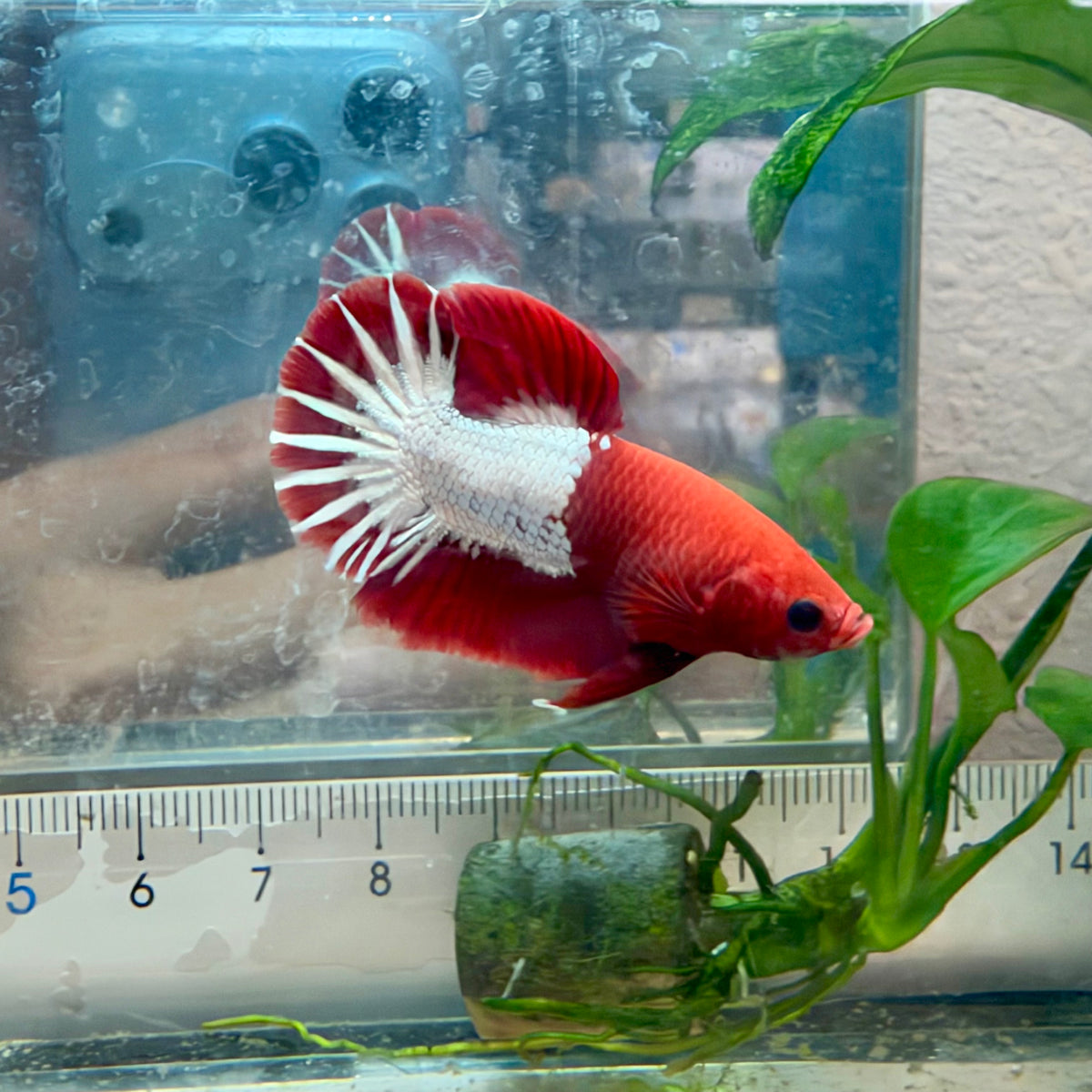 Plakat Red Fancy Copper Male Betta #040