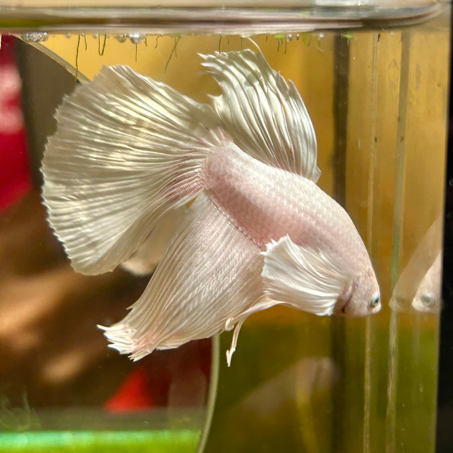 Dumbo White Soft Pink Halfmoon - Male Betta 050