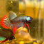 Wild Imbellis Steel Blue - Male Betta 015