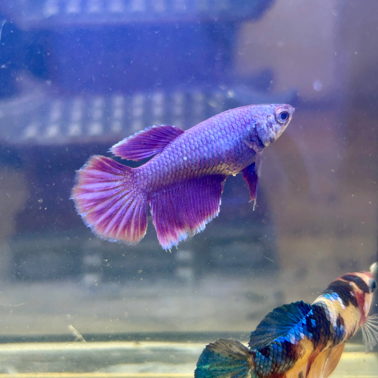 Purple Pink Halfmoon - Female Betta 041