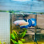 Female Betta Plakat  Blue Rim #101