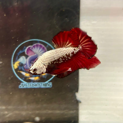 Red Samurai Plakat - Male betta 034