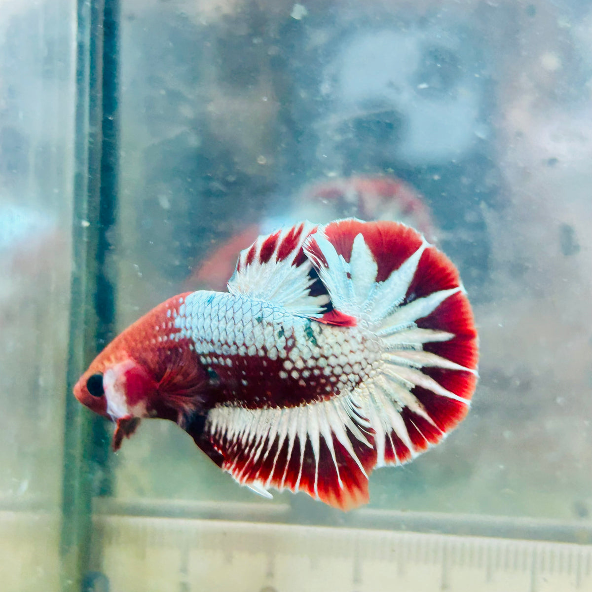 Plakat Red Fancy Copper Male Betta #124
