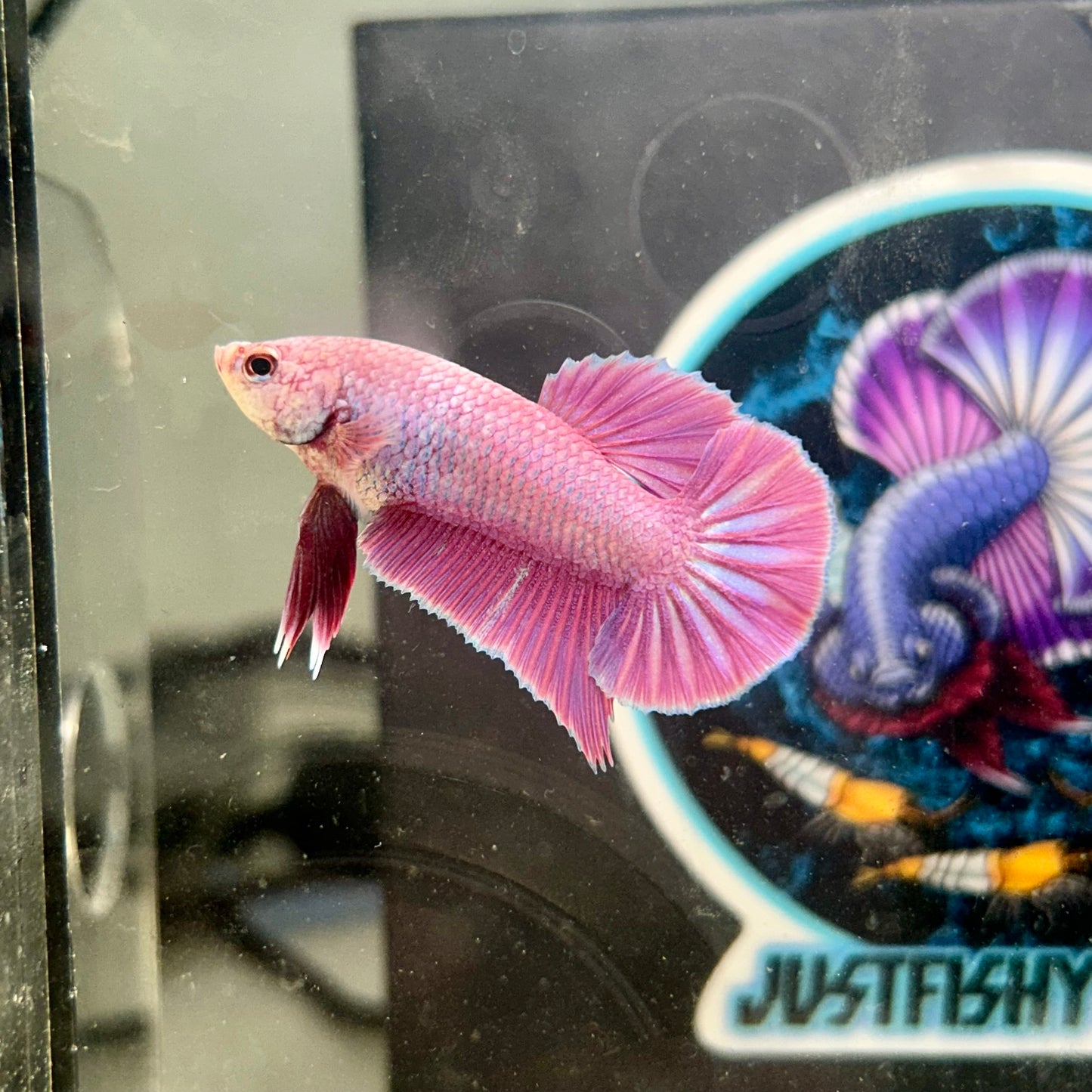 Purple Pink Plakat- Male Betta 146