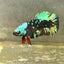 Avarta Nebula Plakat - Female betta 061