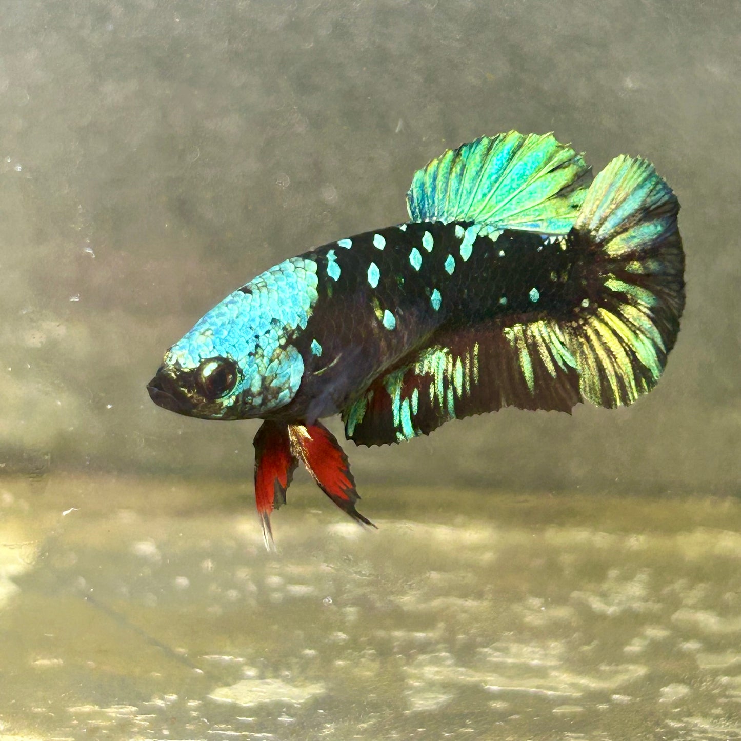 Avarta Nebula Plakat - Female betta 061