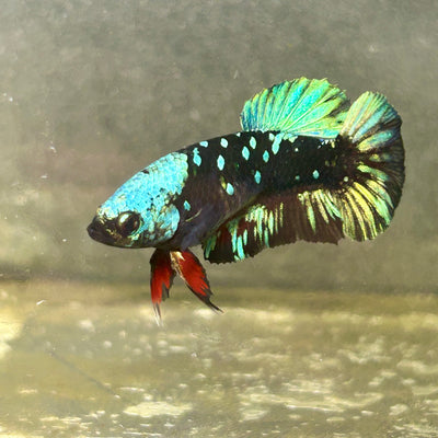 Avarta Nebula Plakat - Female betta 061