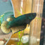 Yellow Baran Fighter - Female Betta 003