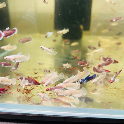 Mixed Dumbo Plakat - Baby Betta