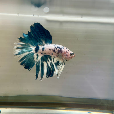 Blue Marble Halfmoon - Male Betta 155