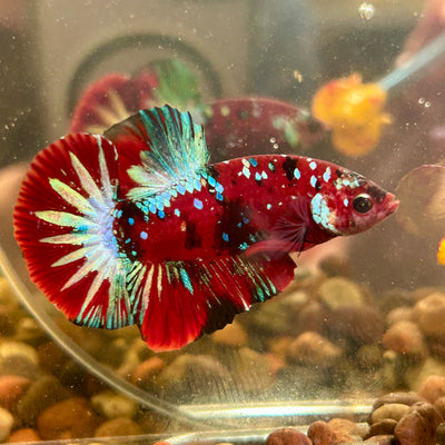 Koi Red Galaxy Copper Plakat - Male Betta 105