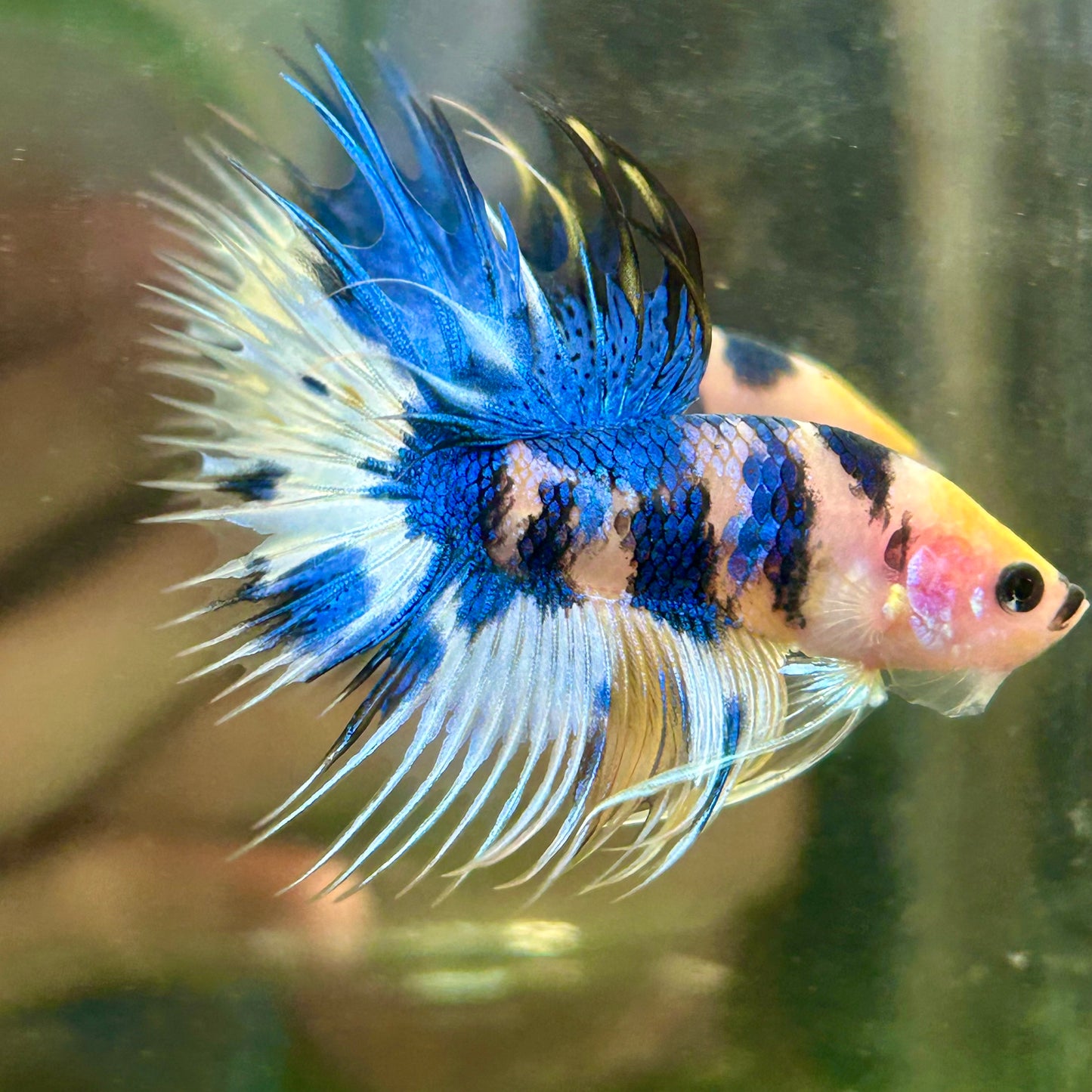 Yellow Koi Crowntail - Male Betta 029