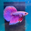 Purple Pink Halfmoon - Male Betta 044