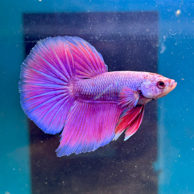 Purple Pink Halfmoon - Male Betta 044