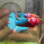 Red Fancy Plakat - Male Betta 104