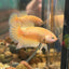 Gold Vanda Plakat - Male Betta 035