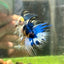 Yellow Koi Crowntail - Male Betta 029