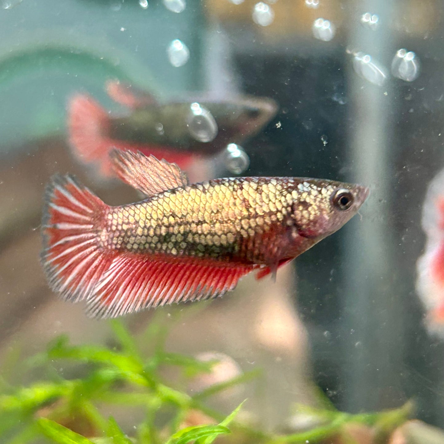 Red Copper Halfmoon - Female Betta 120