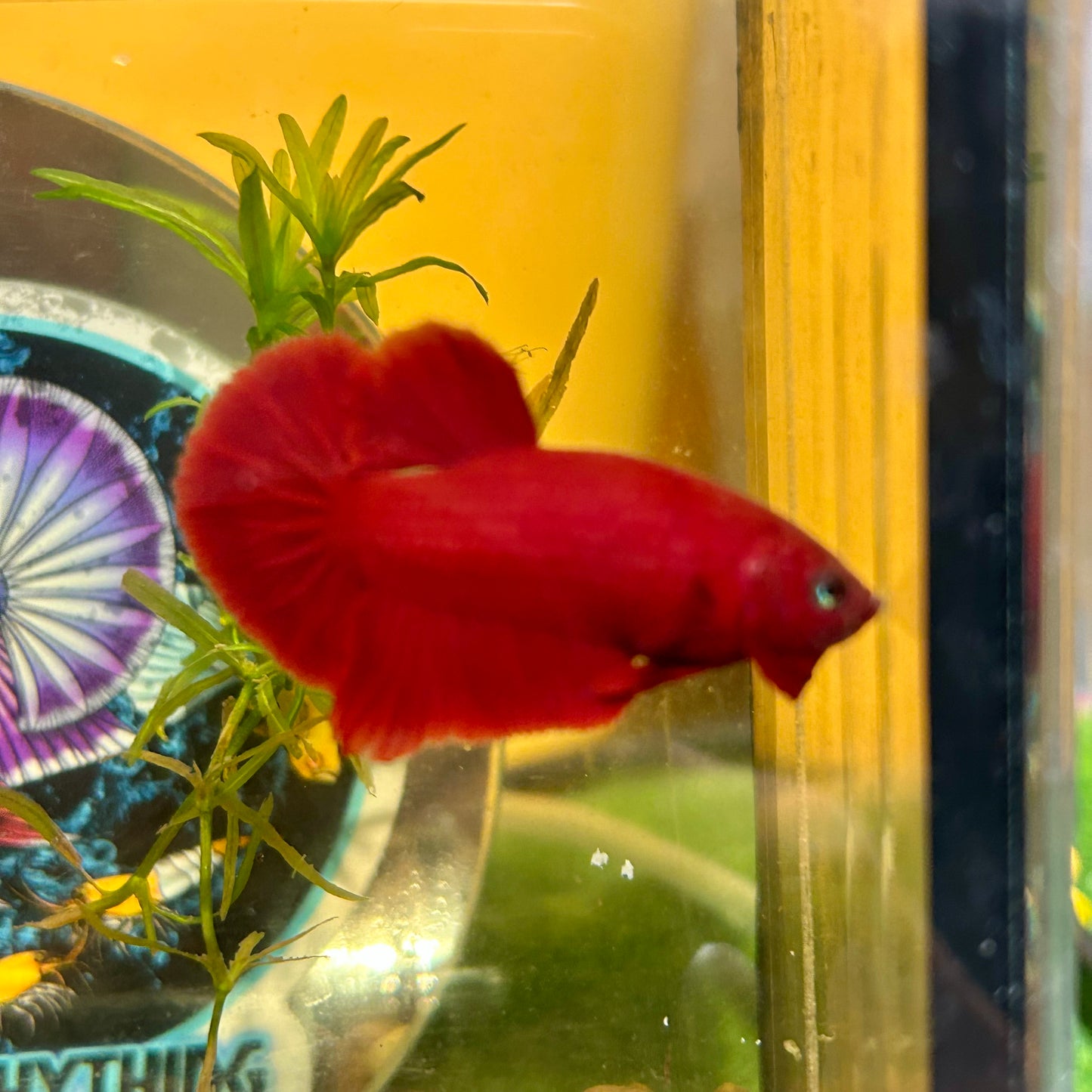 Super Red Plakat - Male Betta 044