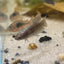 Alien Copper Wild Hybrid - Female Betta