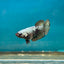 Avarta Copper Plakat - Female Betta A02