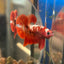 Red Gold Galaxy Plakat - Male Betta 103