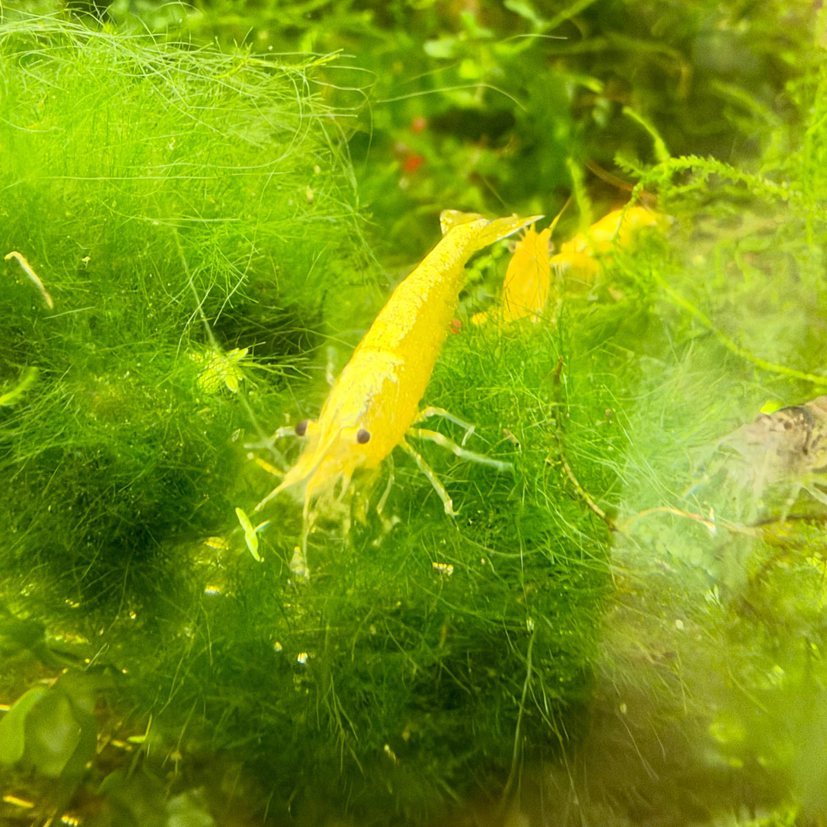 Golden Back Neocaridina Shrimp - Good Grade
