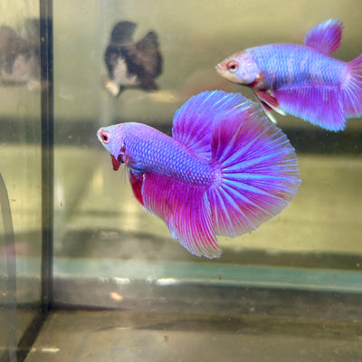 Purple Pink Halfmoon - Male Betta 144