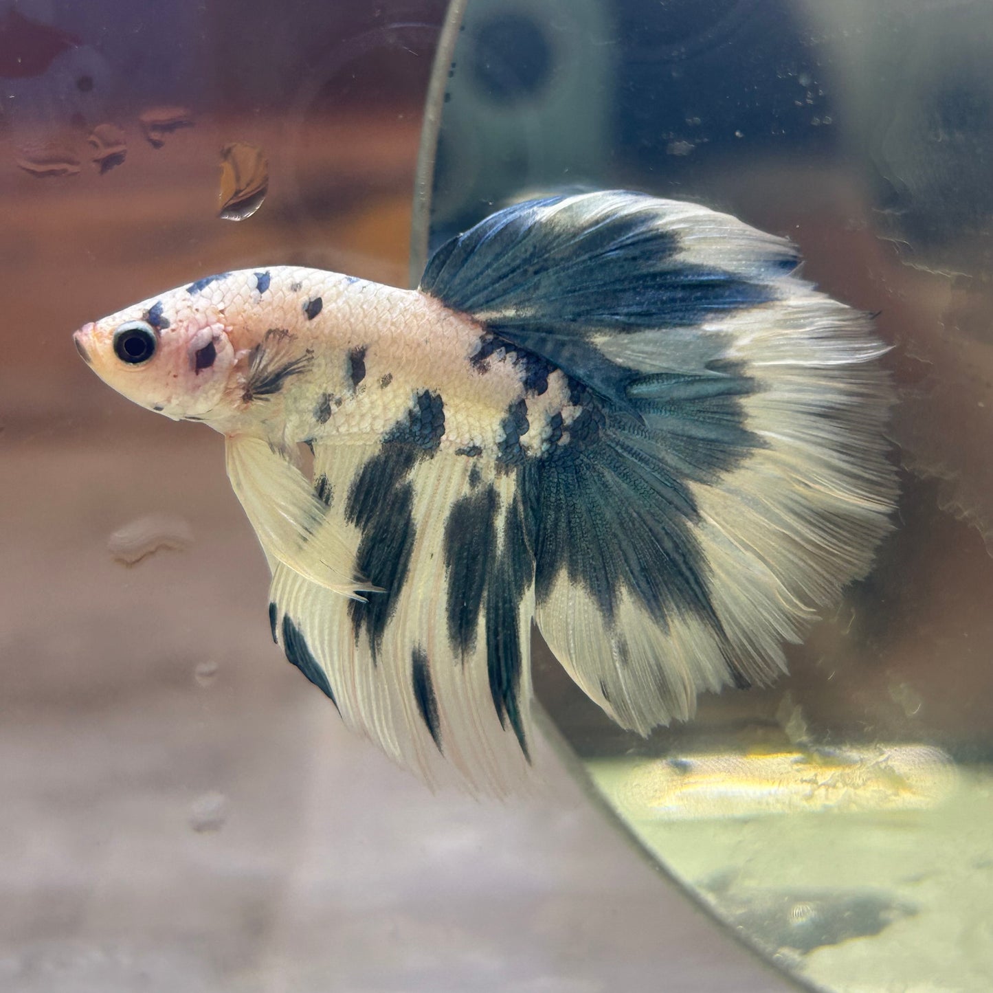 Blue Marble Halfmoon - Male Betta BM1