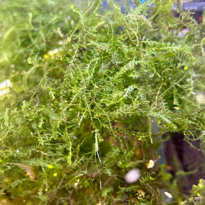 Cameroon Moss