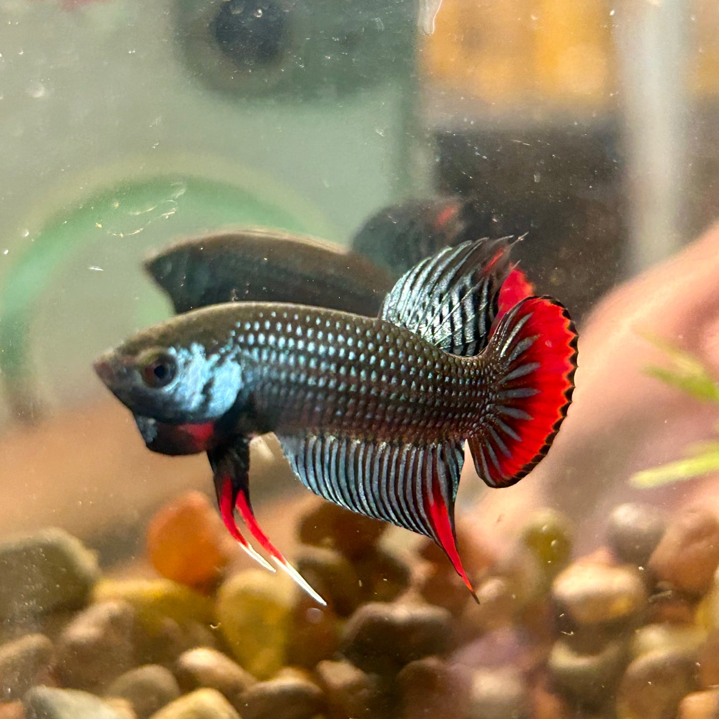 Wild Imbellis Grey - Male Betta 089