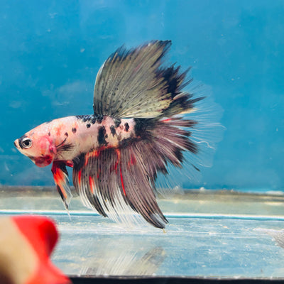 Copper Koi Halfmoon - Male Betta 056