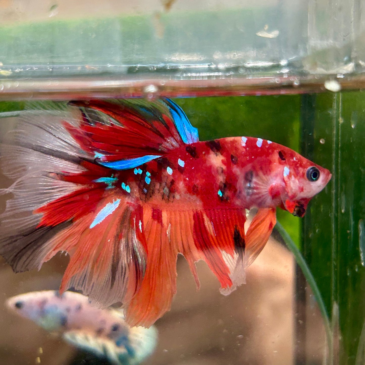 Multicolor Koi Halfmoon - Male Betta 091 Ripped fins